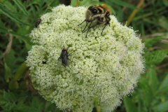 blomma-dubbelhumla