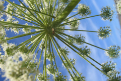 blomma-spindel-2