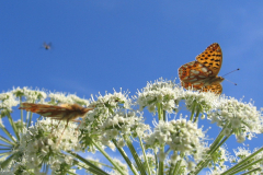 butterflies-4