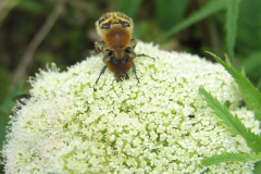 dubbelhumla